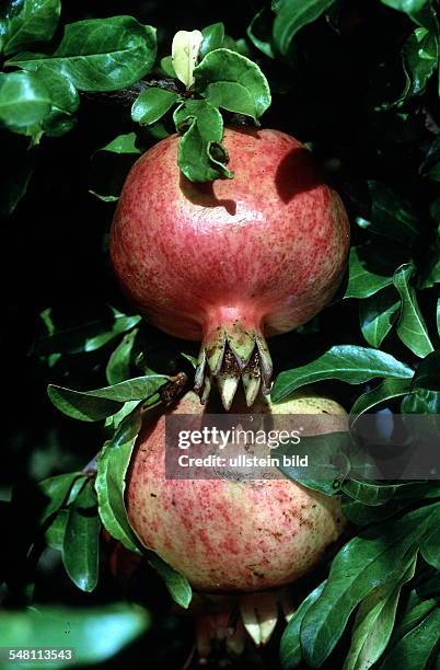 Granatäpfel - 1998