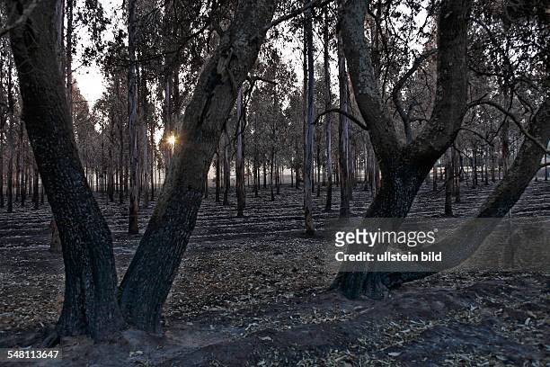 Victoria - destructions after bush fires - burnt forest trees