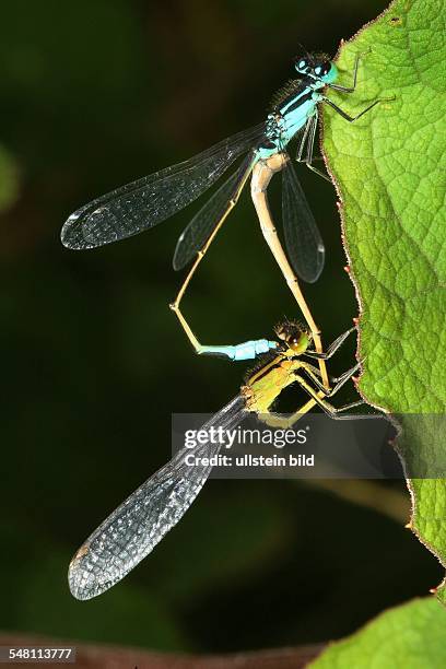 Dragonflies, Blue-tailed Damselfly , copulation