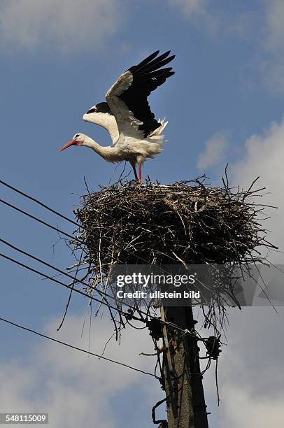 Poland Warminsko Mazurskie Warmia-Masuria Gizycko - stork on his nest