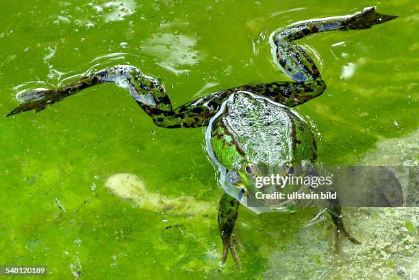 Water frog, Edible Frog