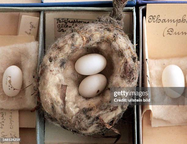 Germany Saxony-Anhalt Halle - Institut for Biology and Zoology of Martin-Luther-University, historic egg collection, eggs of a hummingbird in a...