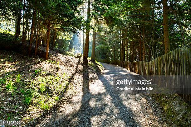 Italy Trentino Alto Adige - path in the forest