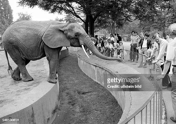 Human and animal, elephant in the Duisburg zoo stretches his trunk to get food of the visitors, elephant and visitants are separated by a wide...
