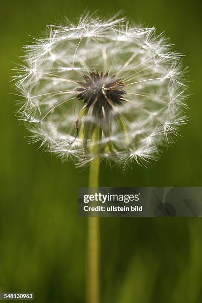 Common dandelion