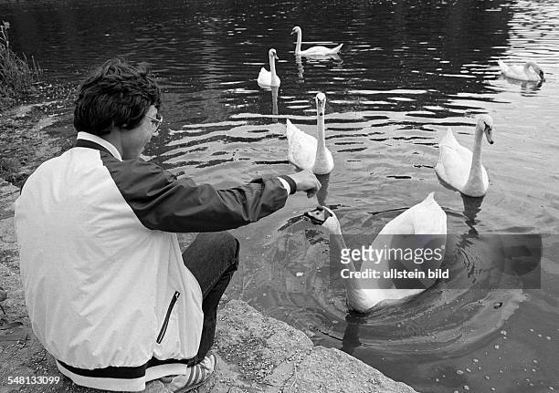 Human and animal, boy feeds swans on a lake, aged 14 to 17 years, Mute swan, Cygnus olor -
