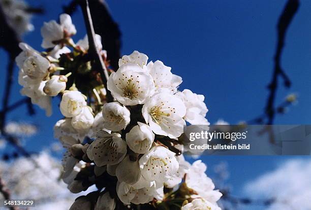 Kirschblüten