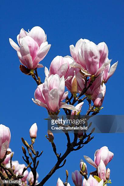 Germany Schleswig-Holstein - magnolia