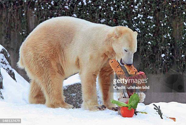Germany Berlin - Zoological Garden: Polar bear Knut at his 4th birthday