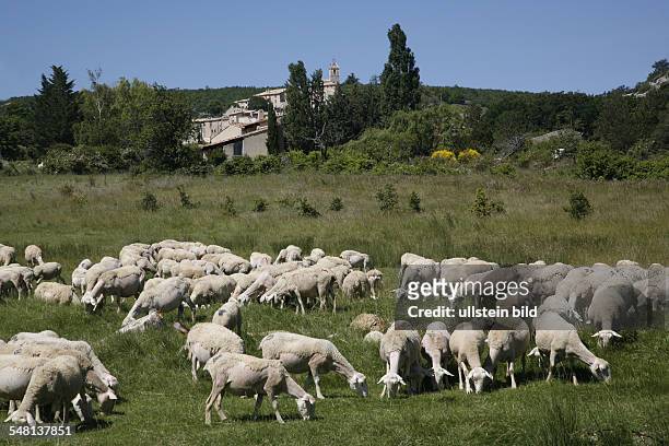 Provence-Alpes-Cote-d'Azur - Grazing sheep