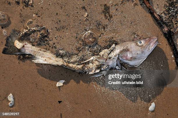 Germany - dead fish at the beach of the Baltic Sea