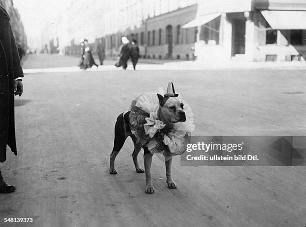 Germany Bavaria Free State Munich: Dog in a clown costume during the carnival - 1926 - Photographer: Philipp Kester - Vintage property of ullstein...