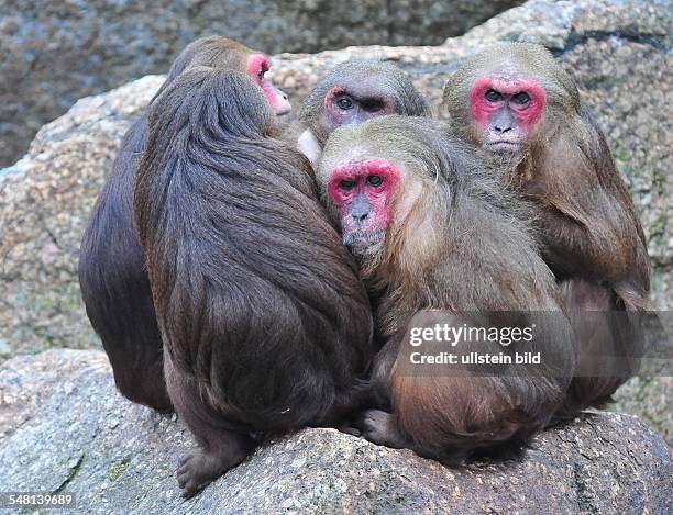 Stump-tailed macaque at Berlin zoo