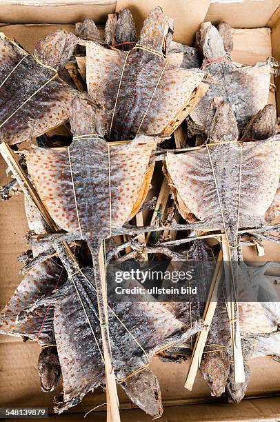 China Hongkong Tseun Wan - pharmacy for traditional Chinese medicine at Wing Lok Street, dried saurians