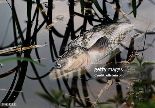 Toter Fisch im Seddiner See - 1994