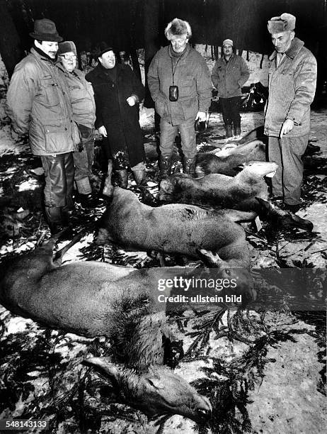 Jäger begutachten ihre abgeschossenen Hirschkühe - Februar 1996