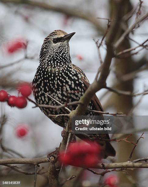 Starling on a bush with berries