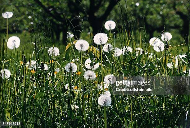 Wiese mit verblühtem Löwenzahn, Pusteblumen - 1996