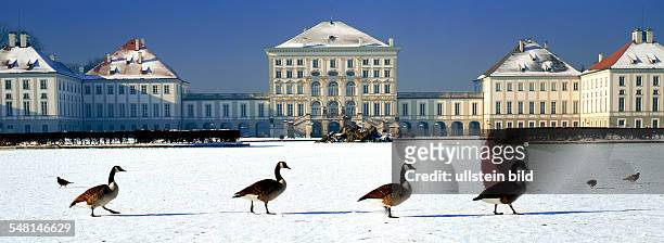 Germany Bavaria Munich - Four Canadian Geese walking on snow in front of the Nymphenburg Palace.