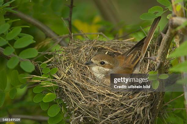 Bulgaria - Lanius collurio, Red-backed Shrike - 2008