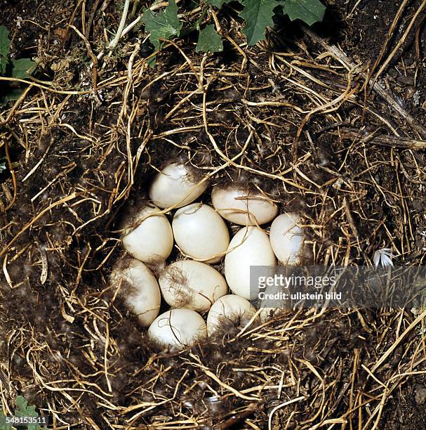 Nest and eggs of the Mallard, or Wild duck