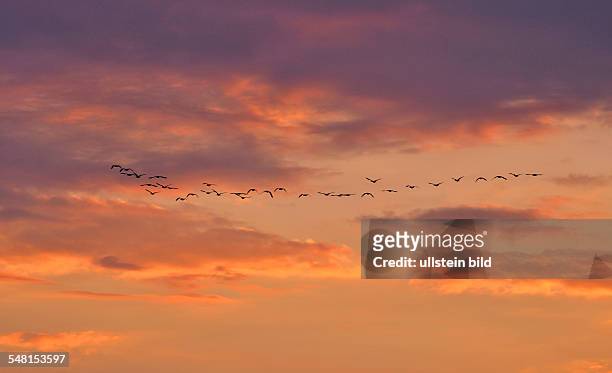 Germany Brandenburg - flock of dugs during sunset