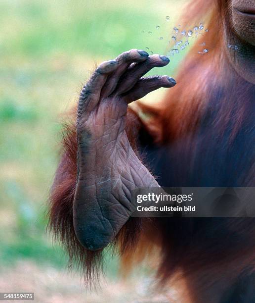 Hand of an Orangutan - 2008