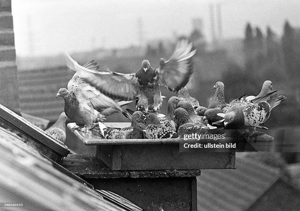 Nature, animal world, pigeons on the roof of a house, Columbidae, Ruhr area, North Rhine-Westphalia - 30.09.1971