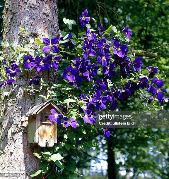 Nature-orientated garden nest box at a tree with Clematis