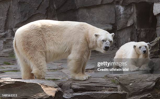 Germany Berlin Lichtenberg - polar bears Troll and Aika in the zoo Tierpark Friedrichsfelde