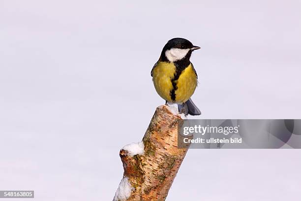 Great tit in winter