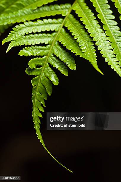 Ferns in the Volcanoes National Park