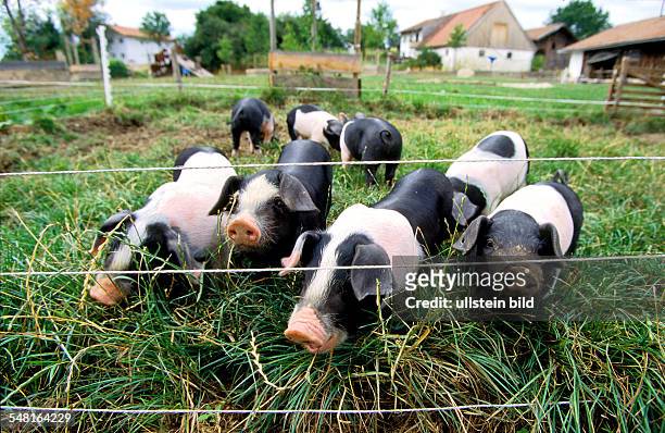 Germany Bavaria - Hermannsdorf, young pigs at the pasture