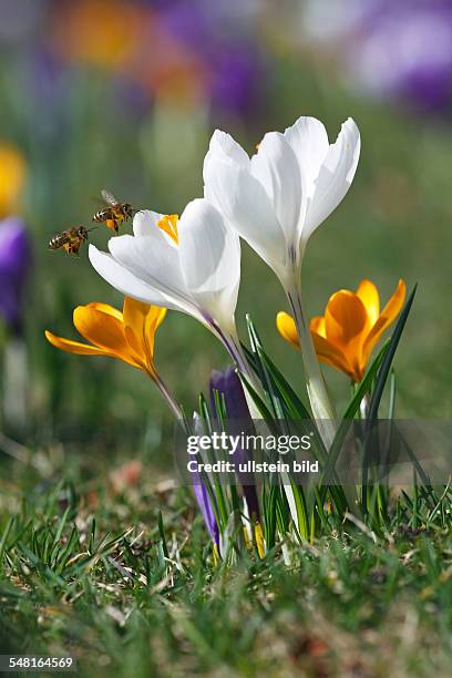 Germany - flowering dutch crocuses with flying honey bees