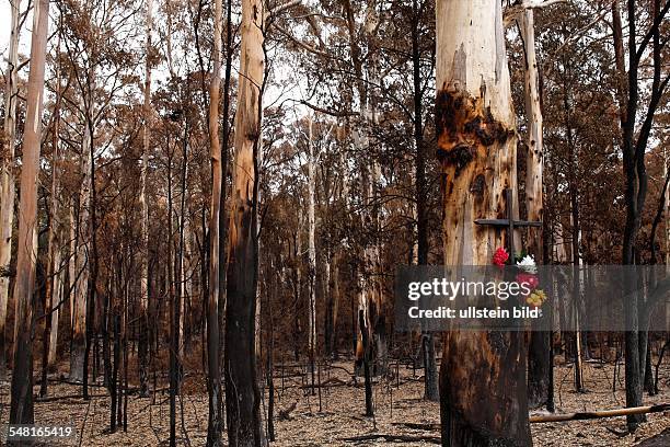 Victoria - destructions after bush fires - burnt forest; cross and flowers on a tree-trunk in remembrance of the victims