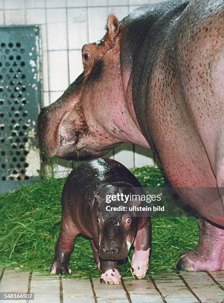 Nilpferd Boulette und ihr 21. Junges im Zoo Berlin - 1995