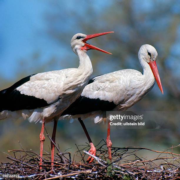 Couple of white storks in the stork's nest, male animal is chattering - 2008