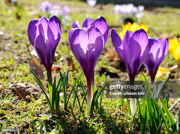 Crocuses