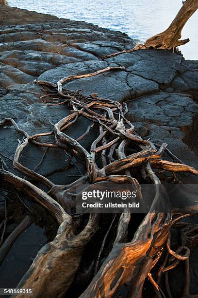 Hawaii Tree Roots 15 Mackenzie State Recreation Area Stock Photos, High-Res Pictures, and ...