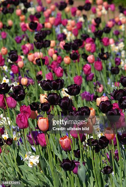 Germany Berlin Marzahn - pleasure park Marzahn, Gardens of the World, Christian Garden, tulips