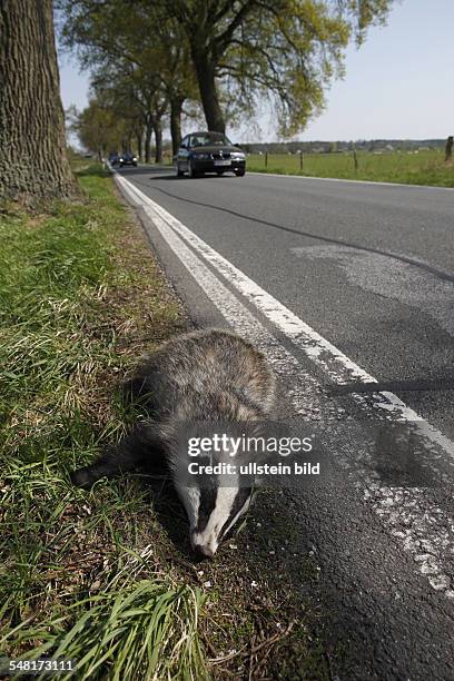 Germany - badger killed by a car lying on a country road