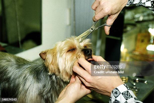 Einem Yorkshire - Terrier wird das Fell auf der Stirn geschnitten - 1997