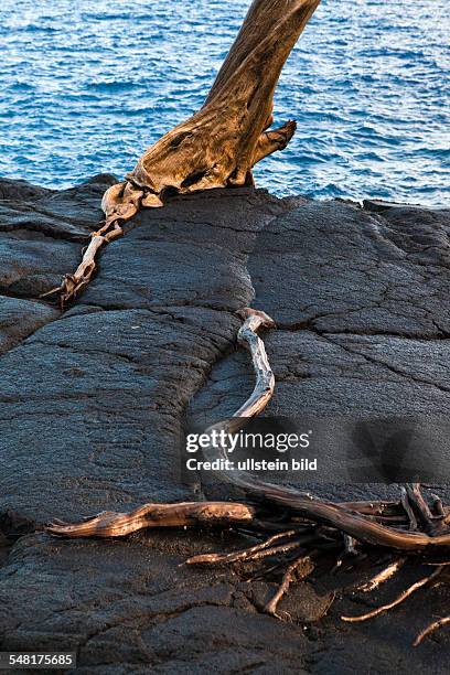 Hawaii Tree Roots 15 Mackenzie State Recreation Area Stock Photos, High-Res Pictures, and ...