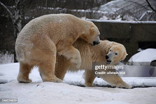Germany Berlin Charlottenburg - polar bears Knut and Giovanna in the snow at Berlin zoo