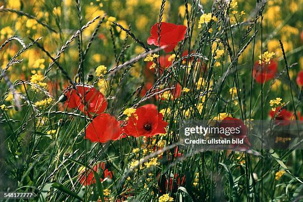 Detail einer Blumenwiese mit Klatschmohn - 1996