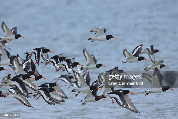 Netherlands - Haematopus ostralegus,Oystercatcher - 2008