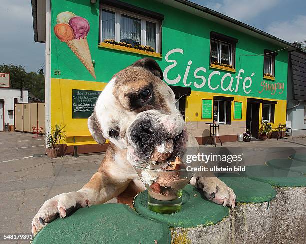 Germany Saxony-Anhalt Teutschenthal - ice cream for dogs made of meat, carots and banana