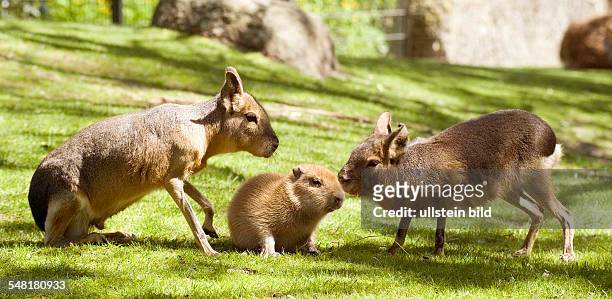 Germany Berlin Charlottenburg - Berlin zoo, Capybaras , young animal with two maras