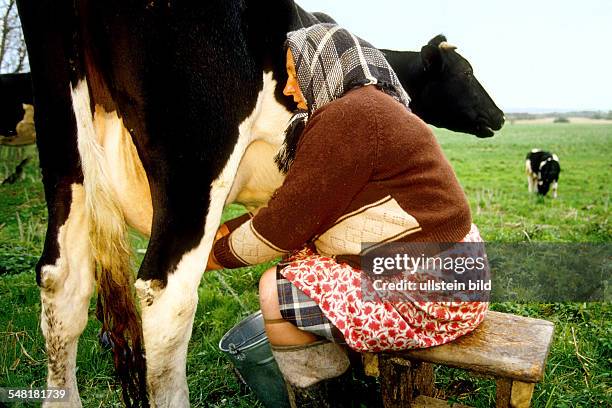 Poland Warminsko Mazurskie Warmia-Masuria - Frombork, farmer's wife is milking a dairy cow at the pasture