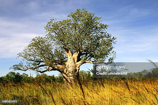 Western Australia Kimberley - Baobab tree in the outback
